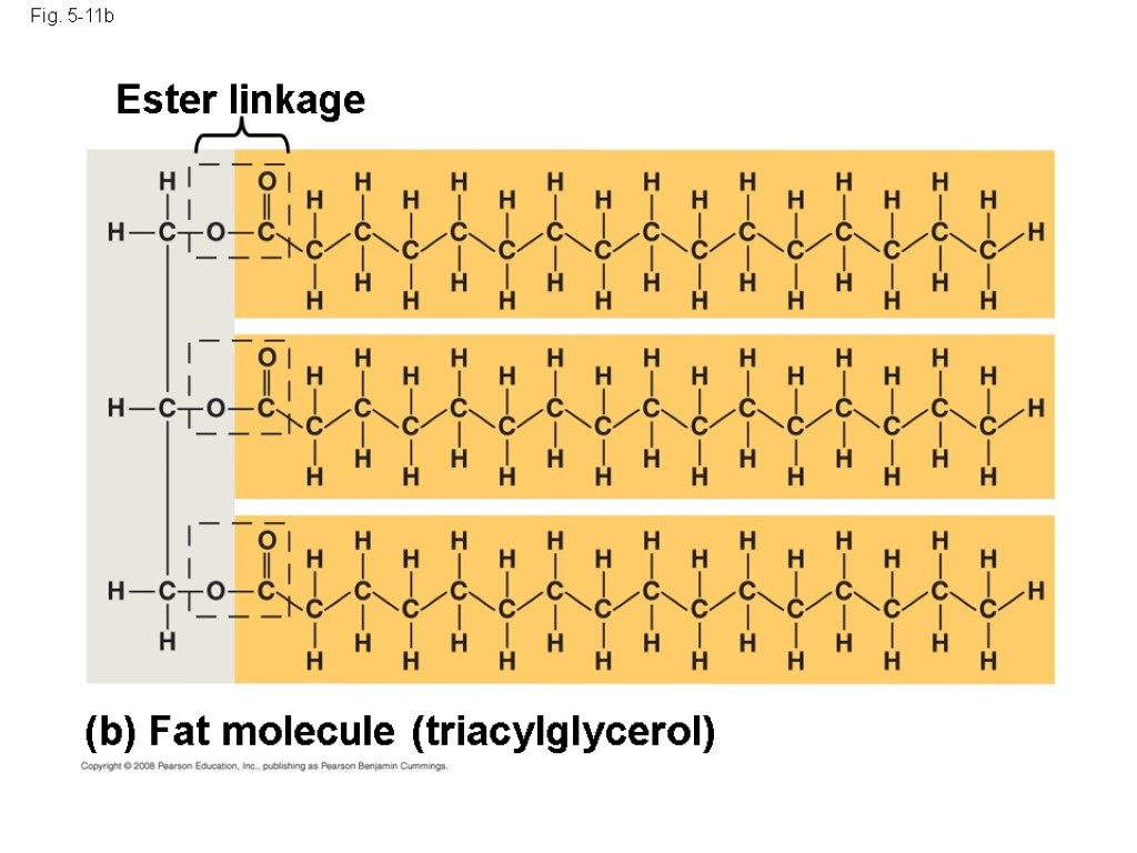 Fig. 5-11b (b) Fat molecule (triacylglycerol) Ester linkage